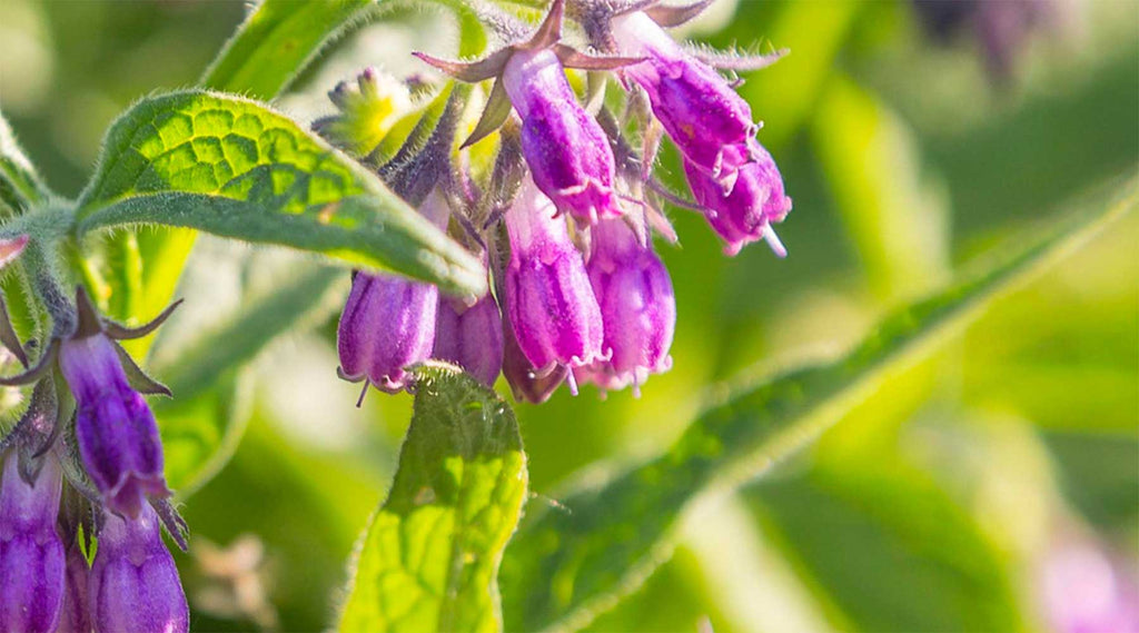 Allantoin: The Gentle Healer Ingredient