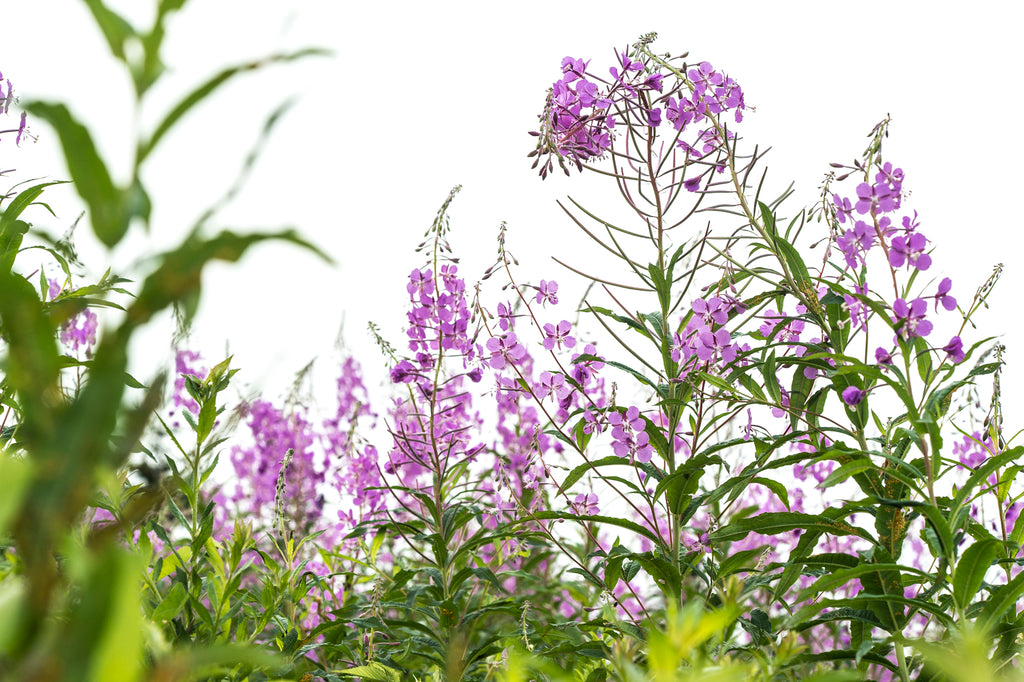 Sourced from nature's best: Canadian Willowherb