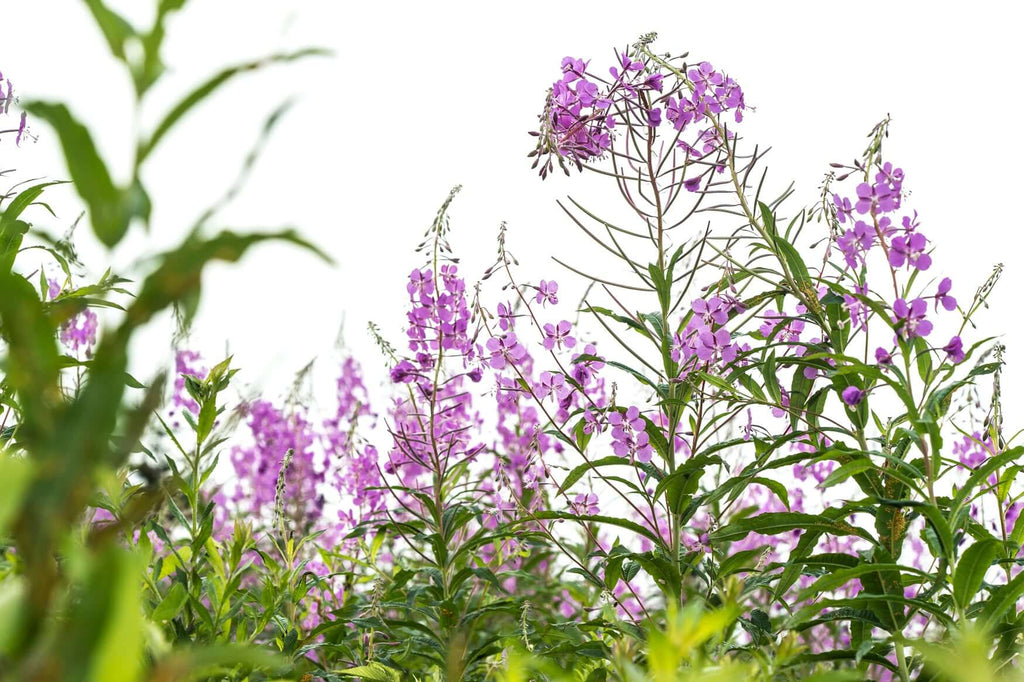 Sourced from nature's best: Canadian Willowherb