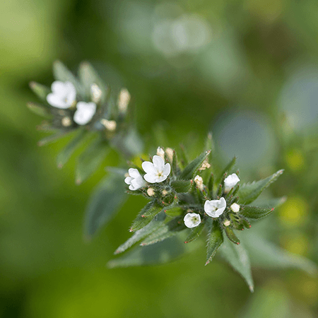 Sourced from nature's best: Ahiflower